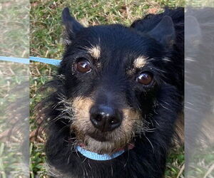 Chihuahua-Unknown Mix Dogs for adoption in Canton, CT, USA