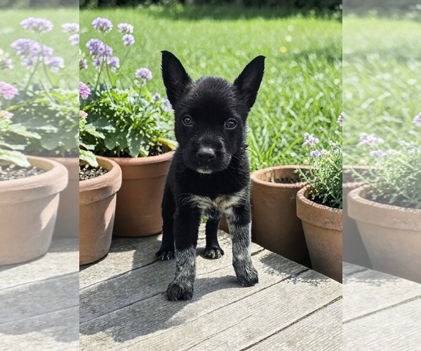 Medium Photo #1 Mutt Puppy For Sale in McKinney, TX, USA