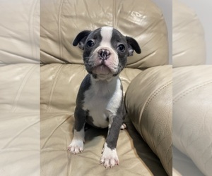 Boston Terrier Puppy for sale in CHARLOTTESVILLE, VA, USA