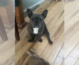 Mother of the French Bulldog puppies born on 04/24/2025