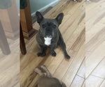Small Photo #1 French Bulldog Puppy For Sale in THORNTON, CO, USA