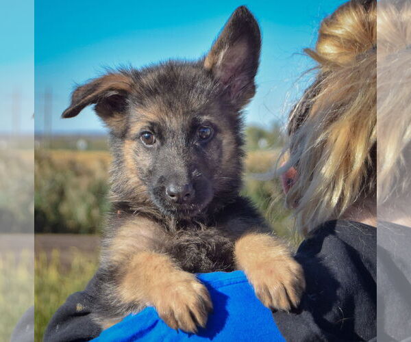 Medium Photo #4 German Shepherd Dog-Unknown Mix Puppy For Sale in Huntley, IL, USA