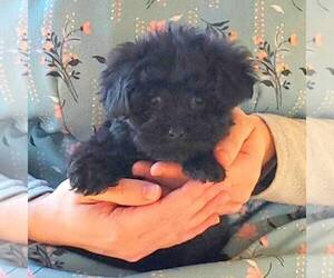YorkiePoo Puppy for sale in ROBESONIA, PA, USA