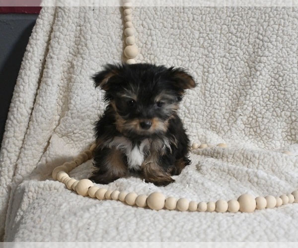 Medium Photo #3 Yorkshire Terrier Puppy For Sale in BALTIC, OH, USA