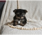 Small Photo #3 Yorkshire Terrier Puppy For Sale in BALTIC, OH, USA