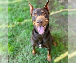 Doberman Pinscher Dogs for adoption in Riverside, CA, USA