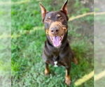 Small Doberman Pinscher
