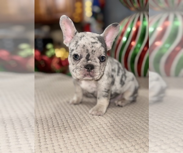 Medium Photo #2 French Bulldog Puppy For Sale in HILTON, NY, USA