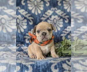 French Bulldog Puppy for sale in QUARRYVILLE, PA, USA