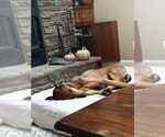 Small #6 Great Dane-Rhodesian Ridgeback Mix