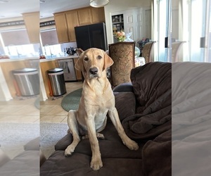 Labrador Retriever Puppy for sale in MENIFEE, CA, USA