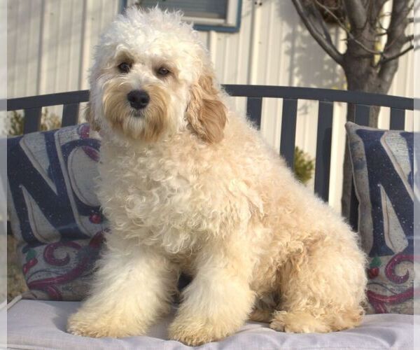 Medium Photo #1 Cavapoo Puppy For Sale in HUTCHINSON, KS, USA