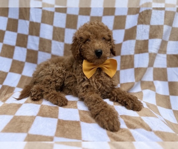 Medium Photo #2 Poodle (Miniature) Puppy For Sale in LAKELAND, FL, USA