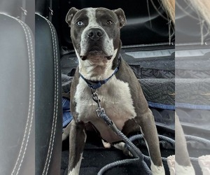 American Pit Bull Terrier Dogs for adoption in Rustburg, VA, USA