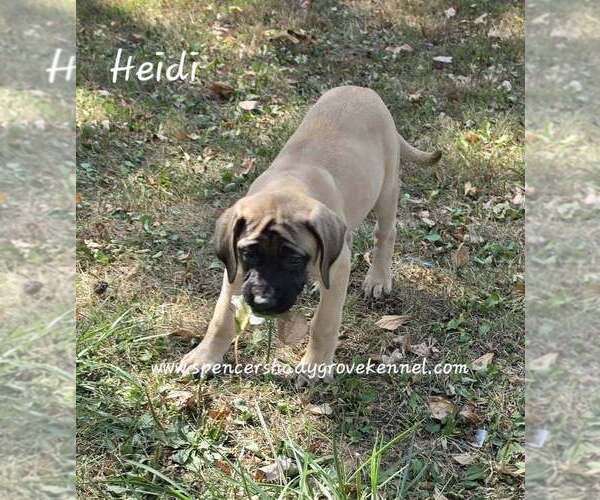 Medium Photo #2 Mastiff Puppy For Sale in CABOOL, MO, USA