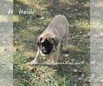 Small #1 Mastiff