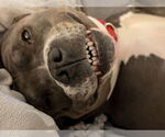 Small #30 American Pit Bull Terrier Mix
