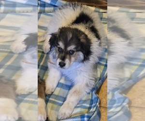 Great Pyrenees Puppy for sale in KNOXVILLE, IA, USA
