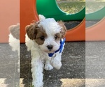 Image preview for Ad Listing. Nickname: Jacob