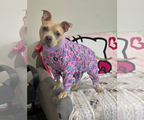 Medium Photo #1 Mutt Puppy For Sale in Rockaway, NJ, USA