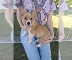 Puppy Wally Pembroke Welsh Corgi
