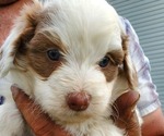 Small #12 Bernedoodle (Miniature)