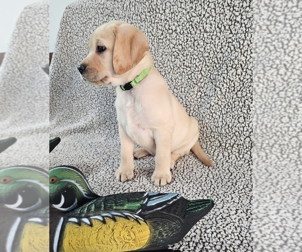 Medium Photo #10 Labrador Retriever Puppy For Sale in GABLE, SC, USA