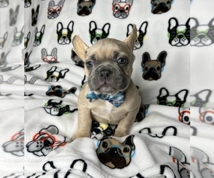 French Bulldog Puppy for sale in BOSTON, MA, USA