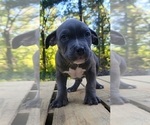 Small Photo #9 American Bully Puppy For Sale in MOTLEY, MN, USA