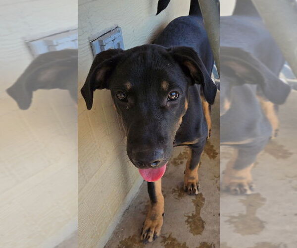 Medium Photo #2 Labrottie Puppy For Sale in San Antonio, TX, USA