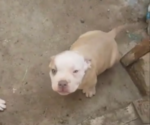 Small Photo #6 American Bully Puppy For Sale in EUGENE, OR, USA