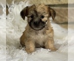 Small #4 Morkie