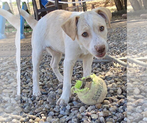 Medium Photo #3 Jack Russell Terrier-Unknown Mix Puppy For Sale in Peralta, NM, USA