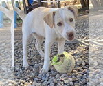 Small #2 Jack Russell Terrier Mix
