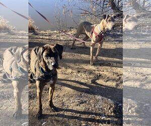 Jessie - Female Unknown-Weimaraner Mix Dog for Adoption - Photo #6
