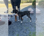 Small Photo #1 Mountain Cur Puppy For Sale in DILLWYN, VA, USA