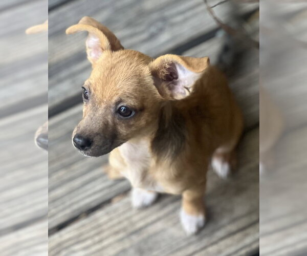 Medium Photo #3 Chihuahua-Unknown Mix Puppy For Sale in Dana Point, CA, USA