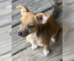 Small #2 Chihuahua Mix
