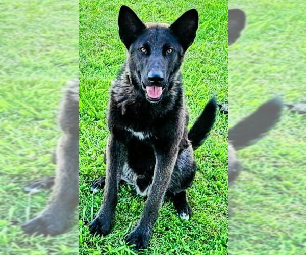 Medium Photo #1 Mutt Puppy For Sale in Fallbrook, CA, USA