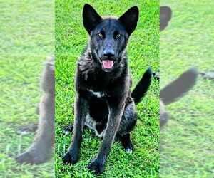 Mutt Dogs for adoption in Fallbrook, CA, USA