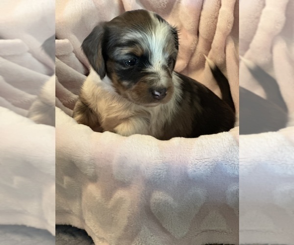 Medium Photo #1 Dachshund Puppy For Sale in MURFREESBORO, TN, USA