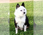 Small #5 Welsh Corgi Mix