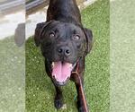 Small Labrador Retriever