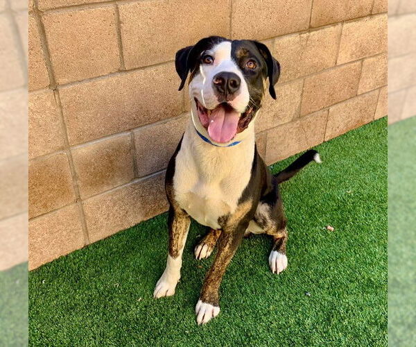 Medium Photo #2 American Pit Bull Terrier-Unknown Mix Puppy For Sale in Moreno Valley, CA, USA