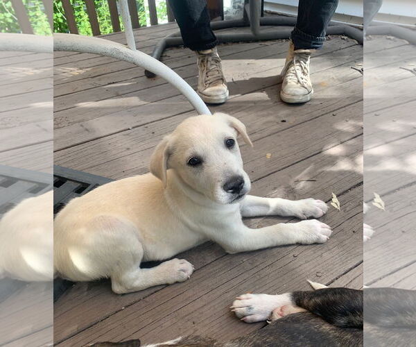 Medium Photo #1 Mutt Puppy For Sale in Wheaton, IL, USA