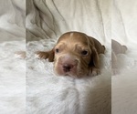 Puppy Puppy 1 Cocker Spaniel