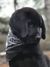 Labrador Retriever Puppy for sale in FAYETTEVILLE, GA, USA