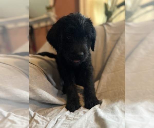Medium Photo #1 Labradoodle Puppy For Sale in BEAVERDALE, IA, USA