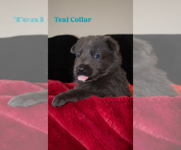Medium Photo #4 German Shepherd Dog Puppy For Sale in RUCKERSVILLE, VA, USA