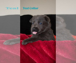 Small #3 German Shepherd Dog